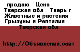 продаю › Цена ­ 5 000 - Тверская обл., Тверь г. Животные и растения » Грызуны и Рептилии   . Тверская обл.